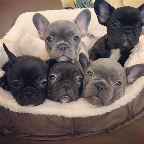 french bulldog online shop